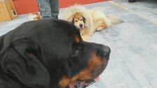 Tibet Mastifi VS Rottweiler (Tibet Mastifinin Asaleti)