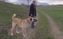 100 cmlik Kangal Çok Büyük