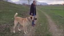 100 cmlik Kangal Çok Büyük