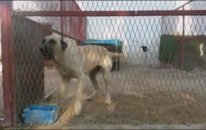 12 Aylık Dişi Kangal Eşiyle Hazırlanmak İçin Bekliyor