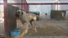 12 Aylık Dişi Kangal Eşiyle Hazırlanmak İçin Bekliyor