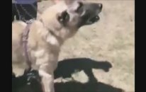2 Dev Kangal Birbirlerine Saldırdı
