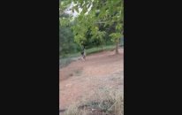 7 Aylık Kangal