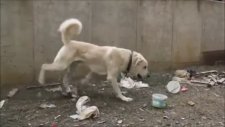 Akbaş Kangal Güç Gösterisi Yaparken