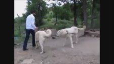 Akbaş ve Karabaş Cinsi Kangallar