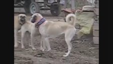 Ala Kangal Çetesi