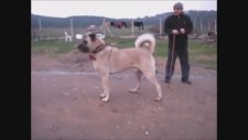Aslan Büyüklüğünde Kangal