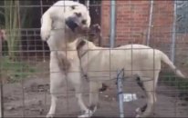 Aslan Parçası Kangal Çocuklarıyla Beraber