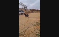 Ayı Gibi Köpek Maşallah