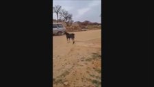 Ayı Gibi Köpek Maşallah