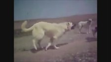 Bir Tane Dev Kangal Daha Coşuyor