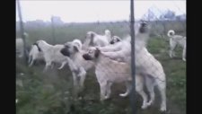 Birbirinden Güzel Kangal Sürüsü