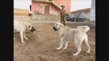 Birbirlerine Saldıran Kangallar