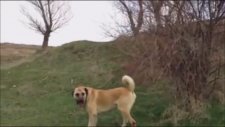 Boğuşta Yaralanan Kangal
