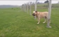 Bomba Gibi Bir Kangal