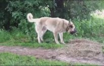 Bu Kangal Ezer Geçer