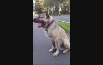 Bu Kangal Panzer Gibi