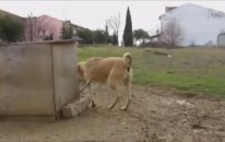 Bu Kangal Saf Kan mı Acaba