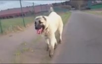 Bu Kangal Süper Döktürüyor