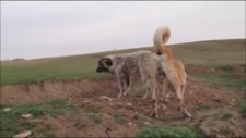Çiftleşmeye Çalışan Kangallar