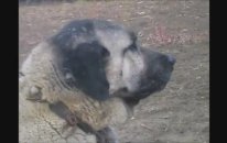 Çok Fena Kükreyen Kangal