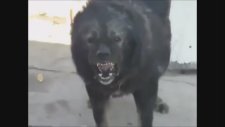 Çok Sinirli Kafkas Köpeği