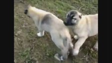 Çok Şirin Kangal Enikleri