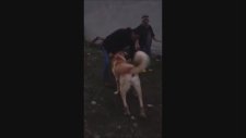 Dehşet Bir Kangal Daha Sizlerle