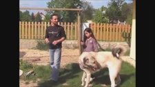 Dev Kangallar Birbirlerine Saldırırken