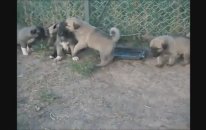 Efsane Kangalın Minik Torunları
