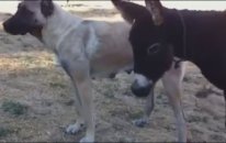 Eşek Yavrusu Emziren Dişi Kangal