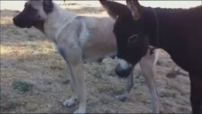 Eşek Yavrusu Emziren Dişi Kangal