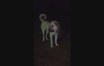 Gecenin Kabusu Süper Kangal