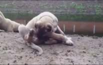 Gerçek Kangal Farkı İşte