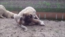 Gerçek Kangal Farkı İşte