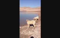 Gerçek Özel ve Güzel Kangallar
