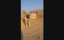 Havlamasıyla Ortalığı İnleten Kangal