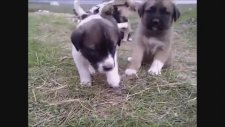 Her Türden Kangal Yavrusu Burada
