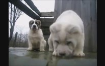 Kangal Alabayi Yavrularının Güzelliğine Bakın Hele