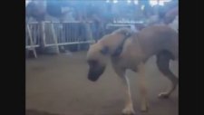Kangal Dövüş Turnuvasından Süper Görüntüler