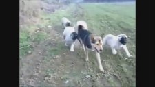 Kangal Yavruları Alman Kurduna Karşı