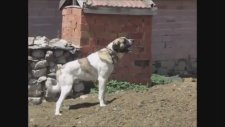 Malaklı Kangala Benzeyen Çok Asi Bir Köpek