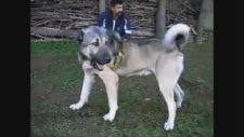 Meşhur Arap Kangal