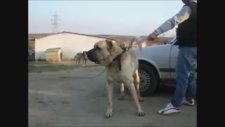 Otomobil Büyüklüğünde Bir Kangal