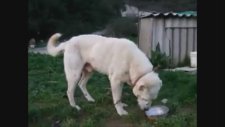 Süper Bir Akbaş Kangal