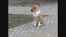 Süper Bir Alabai Yavrusu Kangal