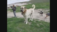 Tazılar ve Büyük Kangallar