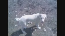 Tilki Düşmanı Süper Köpekler