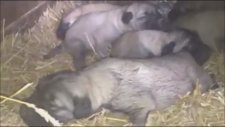 Yeni Doğmuş Kangal Yavruları