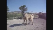 Zincirini Koparmaya Çalışan Hırçın Kangal
